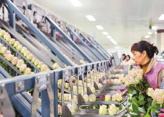 高端花卉組培工廠.jpg