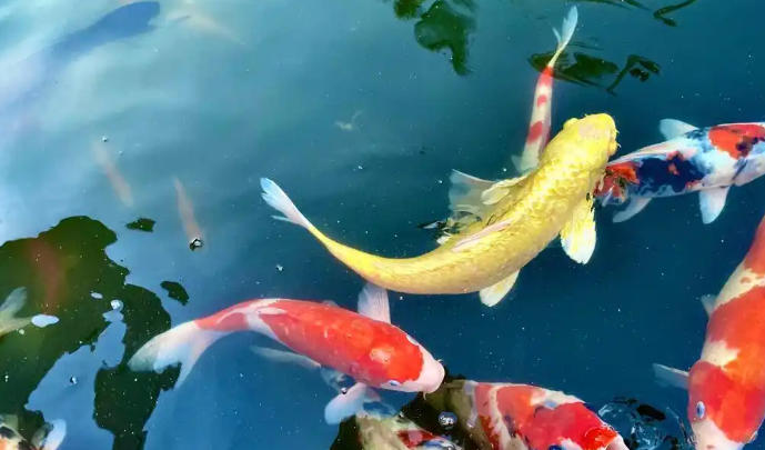 錦鯉.jpg