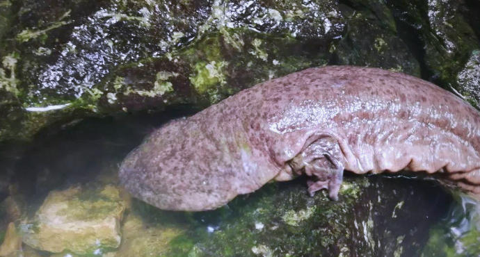 娃娃魚.jpg