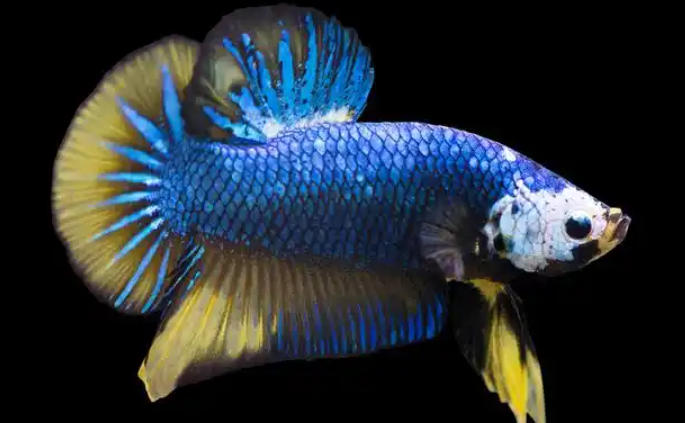 龍魚繁育.jpg