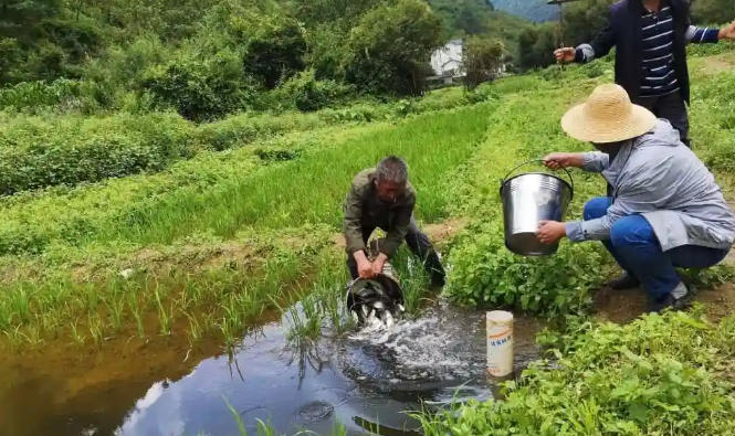 稻田養魚.jpg